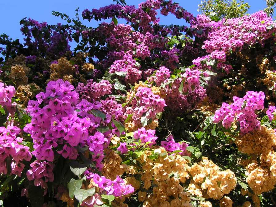 Bougainvillea, Orto Botanico, Trastevere